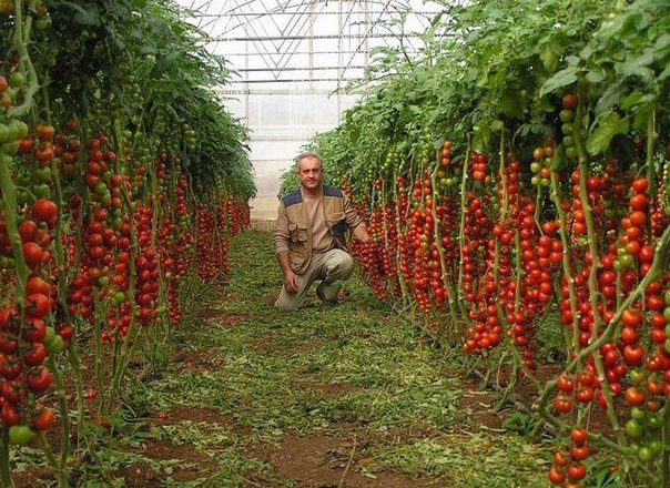 Запам’ятайте на все життя 7 правил великого врожаю помідорів