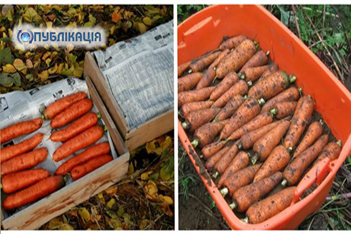 Головні секрети зберігання моркви зимою. Морква не гниє, а зберігається до весни