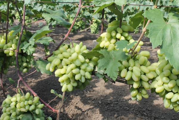 Как правильно выбрать хороший саженец винограда для своего участка