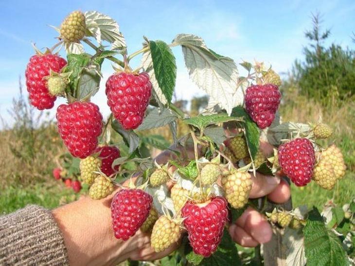 Чому ягоди малини згнили прямо на кущі?