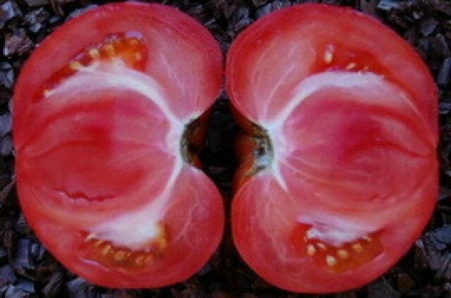 Чому всередині у помідорів білі жорсткі прожилки або тверда серцевина
