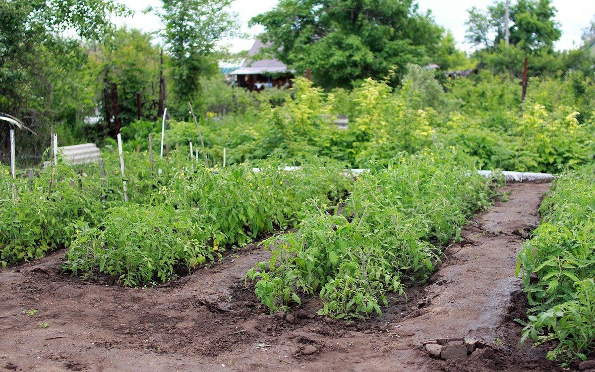 Що можна посадити на грядки, які звільнилися від першого врожаю