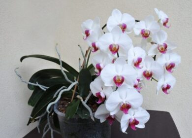 Секрети гарного цвітіння орхідеї. Підживлення від якого будь-яка орхідея пишно розквітне