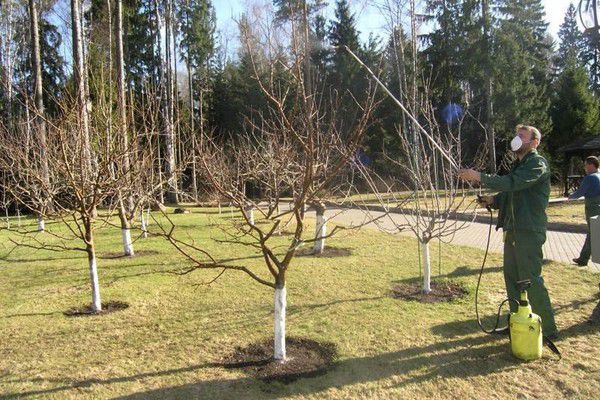 Чим краще обробити сад ранньою весною, щоб літом зібрати гарний урожай