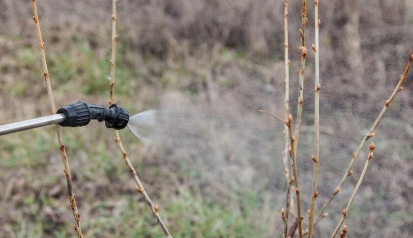 Чим обов’язково потрібно обробити ягідні чагарники ранньою весною, щоб влітку зібрати гарний і соковитий урожай