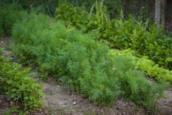 5 основних помилок при вирощуванні кропу: як виростити пишний і соковитий кріп без парасольок