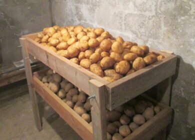 Яким розчином потрібно обробити картоплю перед посадкою, щоб колорадський жук пішов назавжди