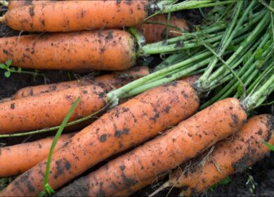 Унікальний спосіб посіву моркви на розсаду, при якому насіння проросте швидко і рівномірно