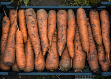Прості секрети посадки моркви, для гарного врожаю великих і соковитих коренеплодів