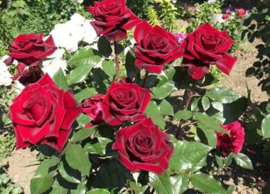 Щоб отримати рясне і довготривале цвітіння троянд, обов’язково потрібно провести правильне підживлення кущів після зими
