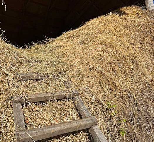 Мамо, а ти можеш приготувати смачні булочки з кремом усередині? Мені вони так сподобалися! Ми з татом після садка до тітоньки ходили. Вони з татом в іншій кімнаті зачинилися, а мене вона булочками смачними пригостила, — Вероніка стояла наче на неї вилил відро крижаної води. Жінка перевела погляд на зблідлого чоловіка, але тоді вона представити собі не могла, чим все закінчиться